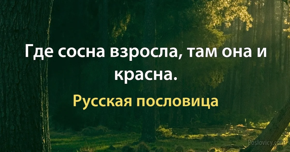 Где сосна взросла, там она и красна. (Русская пословица)