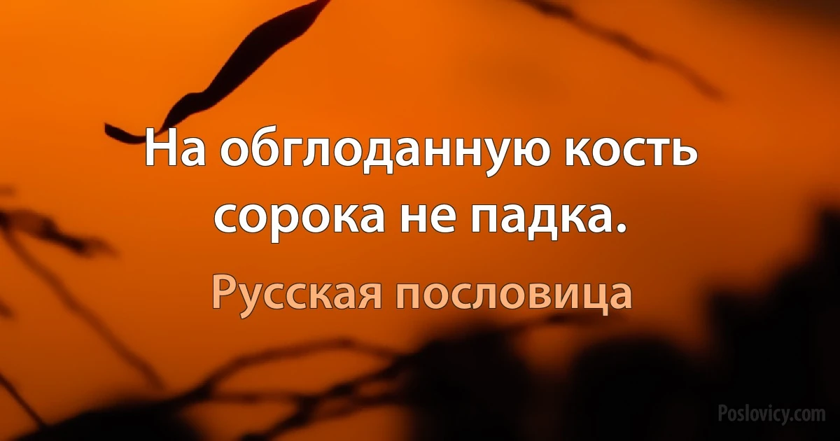 На обглоданную кость сорока не падка. (Русская пословица)