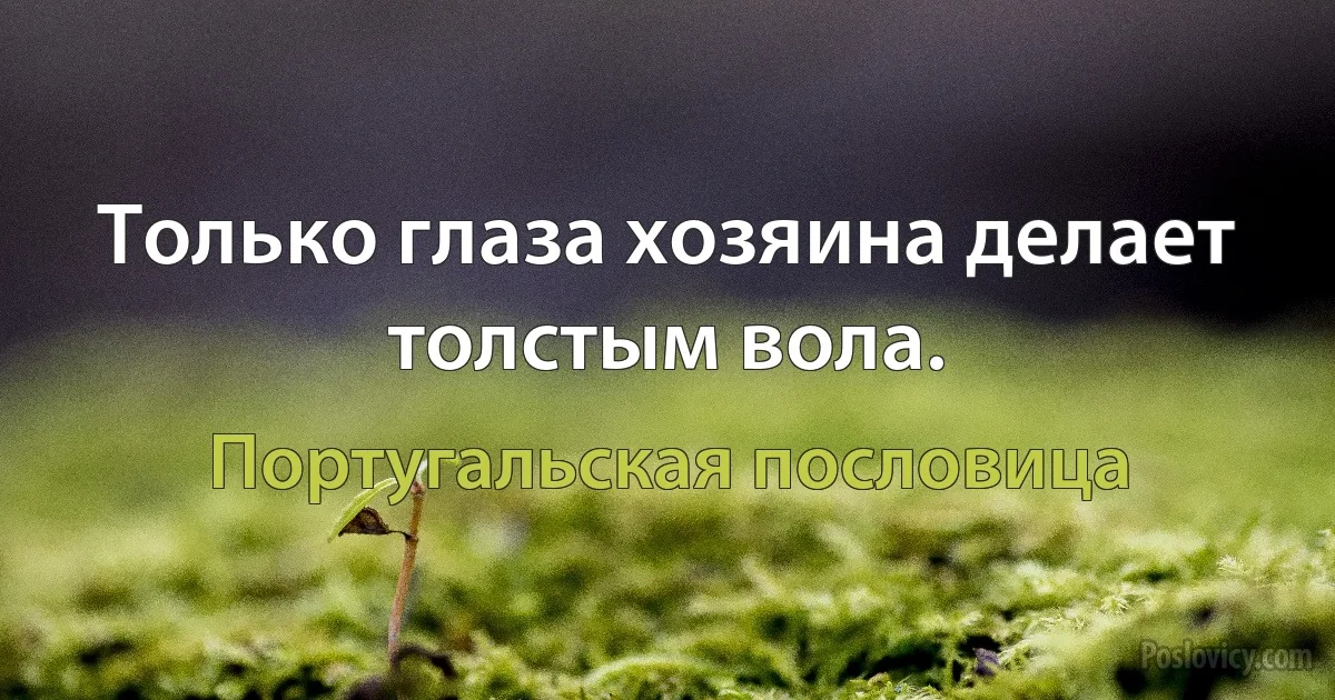 Только глаза хозяина делает толстым вола. (Португальская пословица)