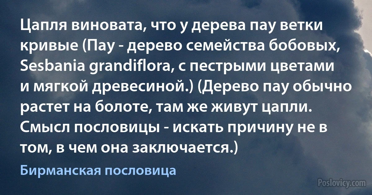 Цапля виновата, что у дерева пау ветки кривые (Пау - дерево семейства бобовых, Sesbania grandiflora, с пестрыми цветами и мягкой древесиной.) (Дерево пау обычно растет на болоте, там же живут цапли. Смысл пословицы - искать причину не в том, в чем она заключается.) (Бирманская пословица)