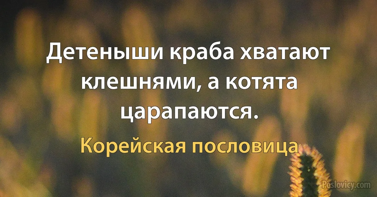 Детеныши краба хватают клешнями, а котята царапаются. (Корейская пословица)