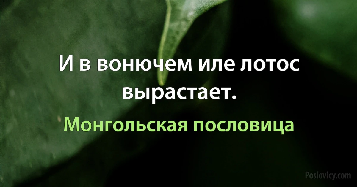 И в вонючем иле лотос вырастает. (Монгольская пословица)