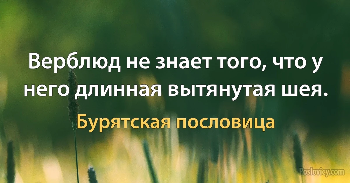 Верблюд не знает того, что у него длинная вытянутая шея. (Бурятская пословица)