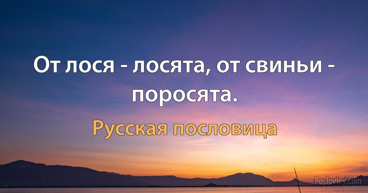 От лося - лосята, от свиньи - поросята. (Русская пословица)