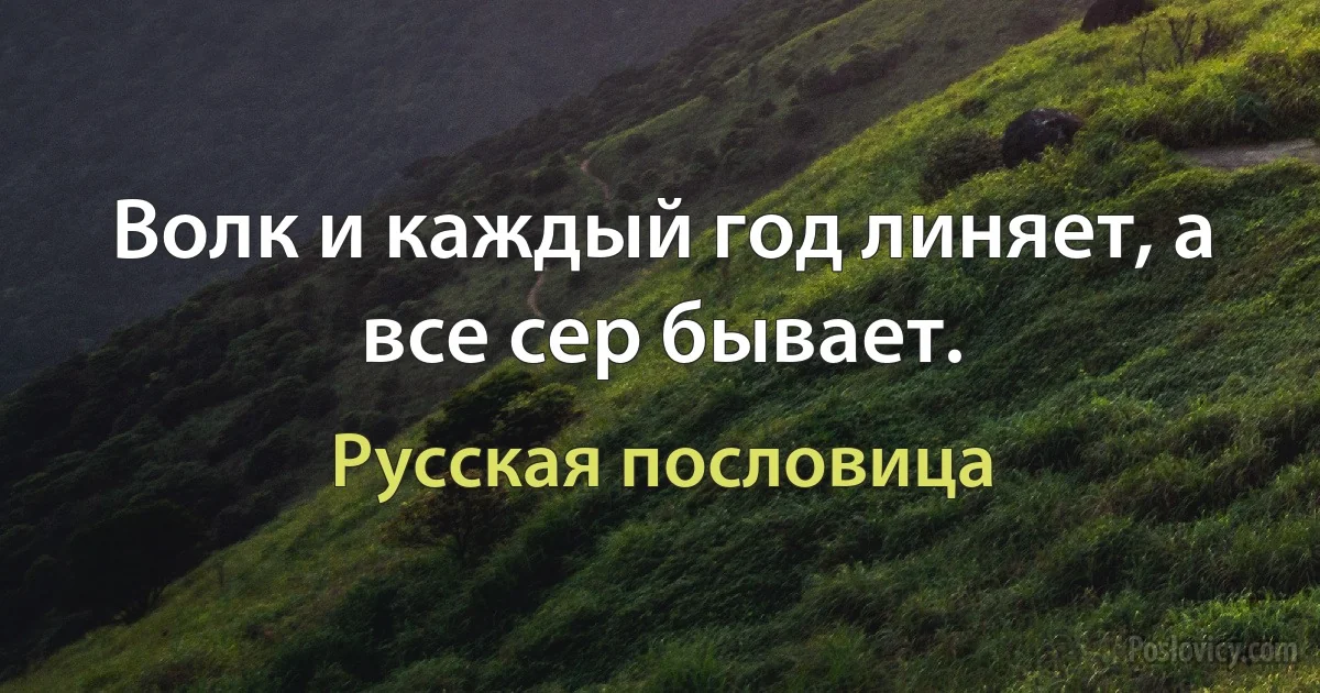 Волк и каждый год линяет, а все сер бывает. (Русская пословица)