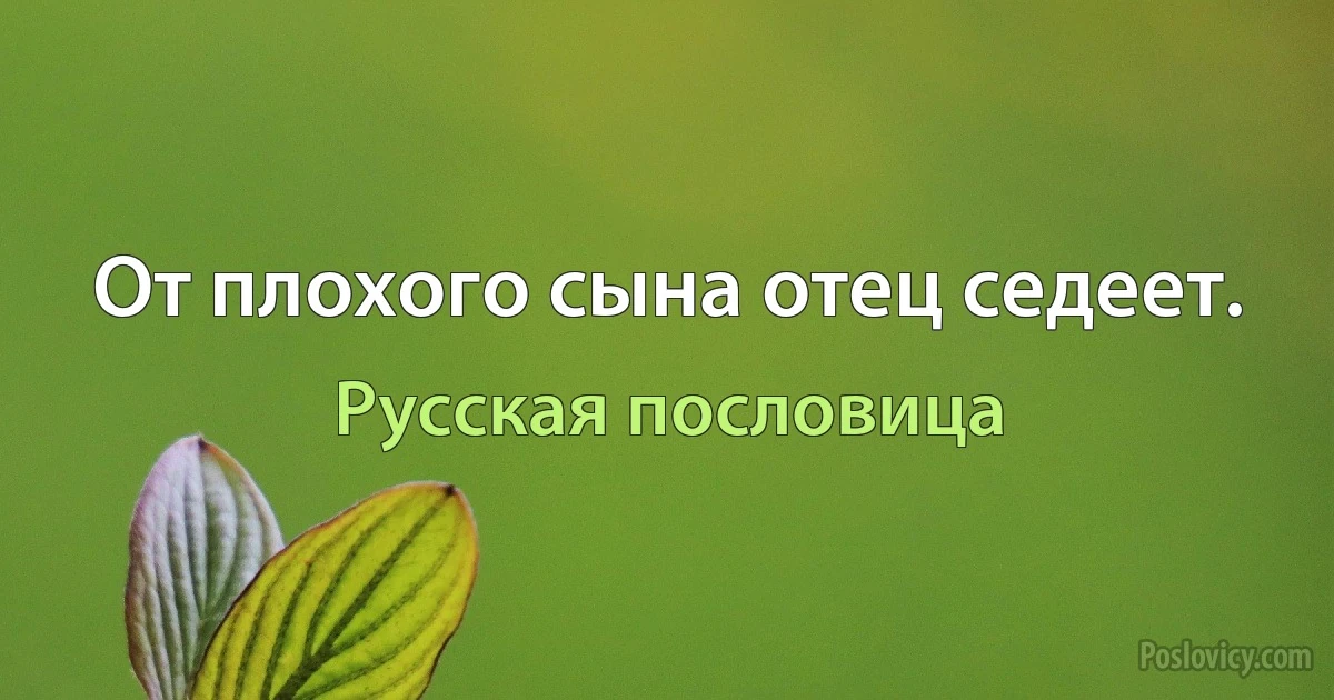 От плохого сына отец седеет. (Русская пословица)