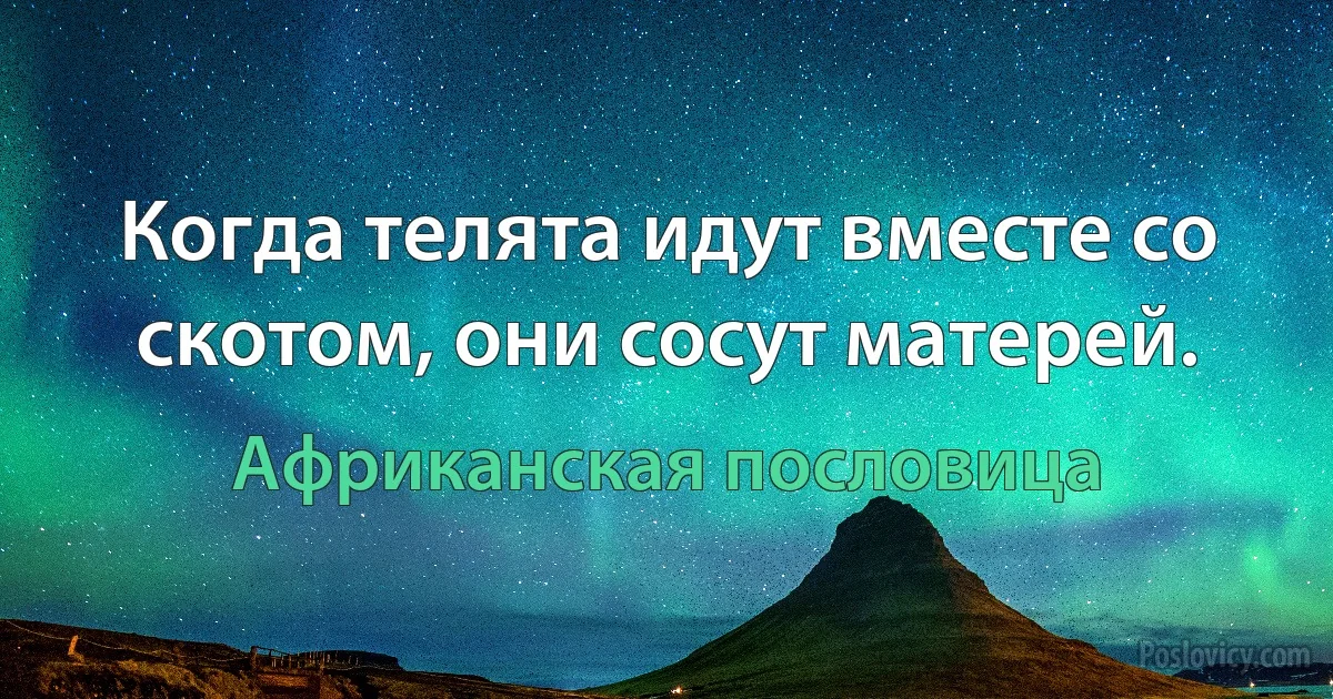 Когда телята идут вместе со скотом, они сосут матерей. (Африканская пословица)