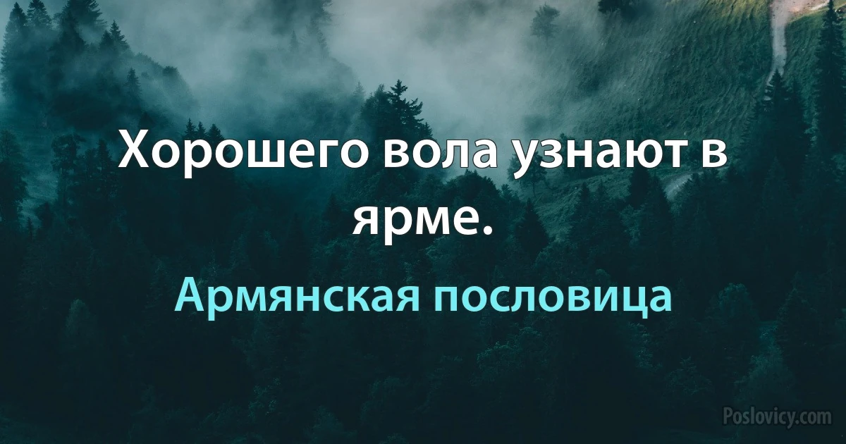 Хорошего вола узнают в ярме. (Армянская пословица)