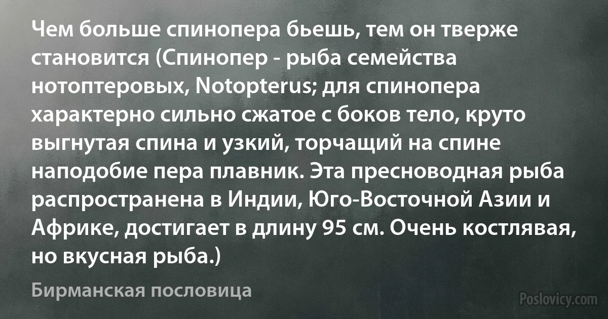 Чем больше спинопера бьешь, тем он тверже становится (Спинопер - рыба семейства нотоптеровых, Notopterus; для спинопера характерно сильно сжатое с боков тело, круто выгнутая спина и узкий, торчащий на спине наподобие пера плавник. Эта пресноводная рыба распространена в Индии, Юго-Восточной Азии и Африке, достигает в длину 95 см. Очень костлявая, но вкусная рыба.) (Бирманская пословица)