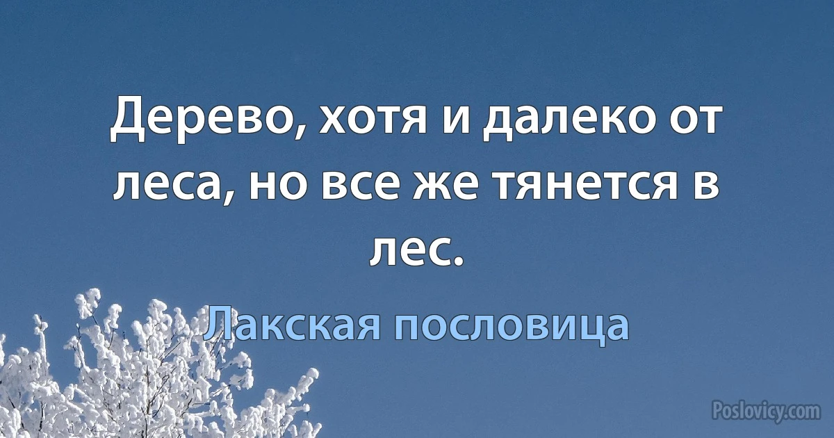 Дерево, хотя и далеко от леса, но все же тянется в лес. (Лакская пословица)