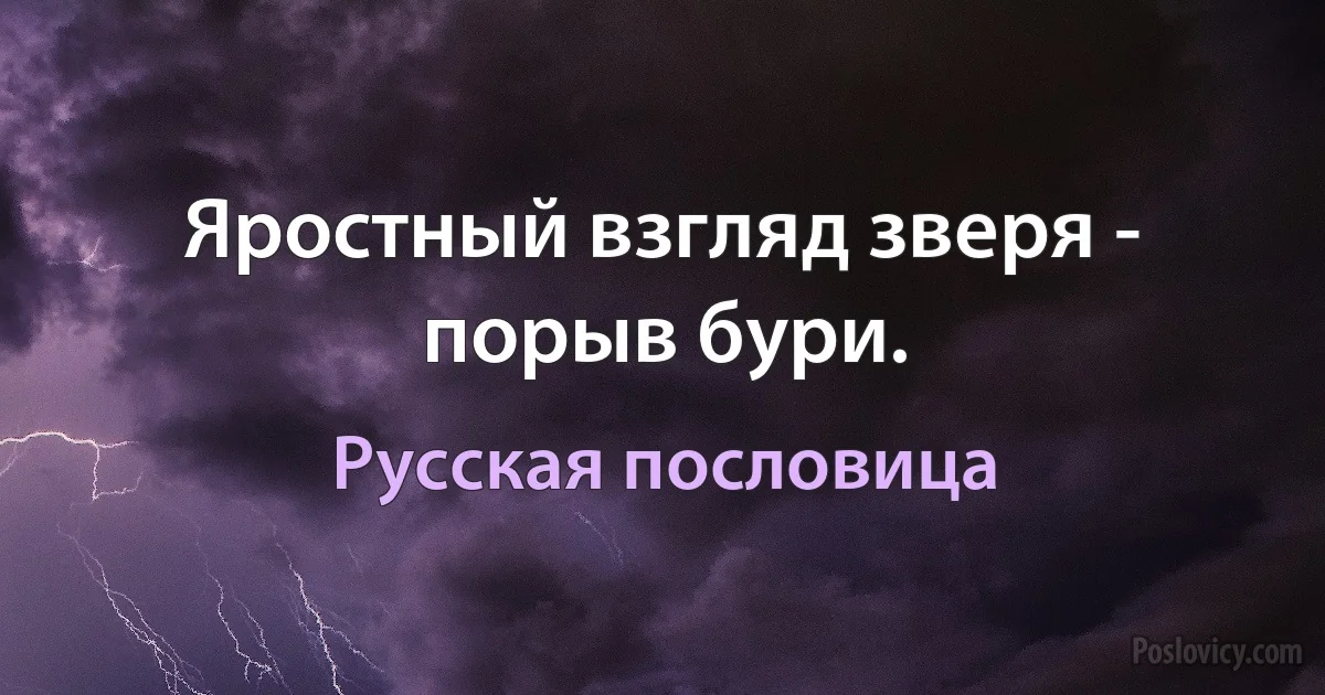 Яростный взгляд зверя - порыв бури. (Русская пословица)