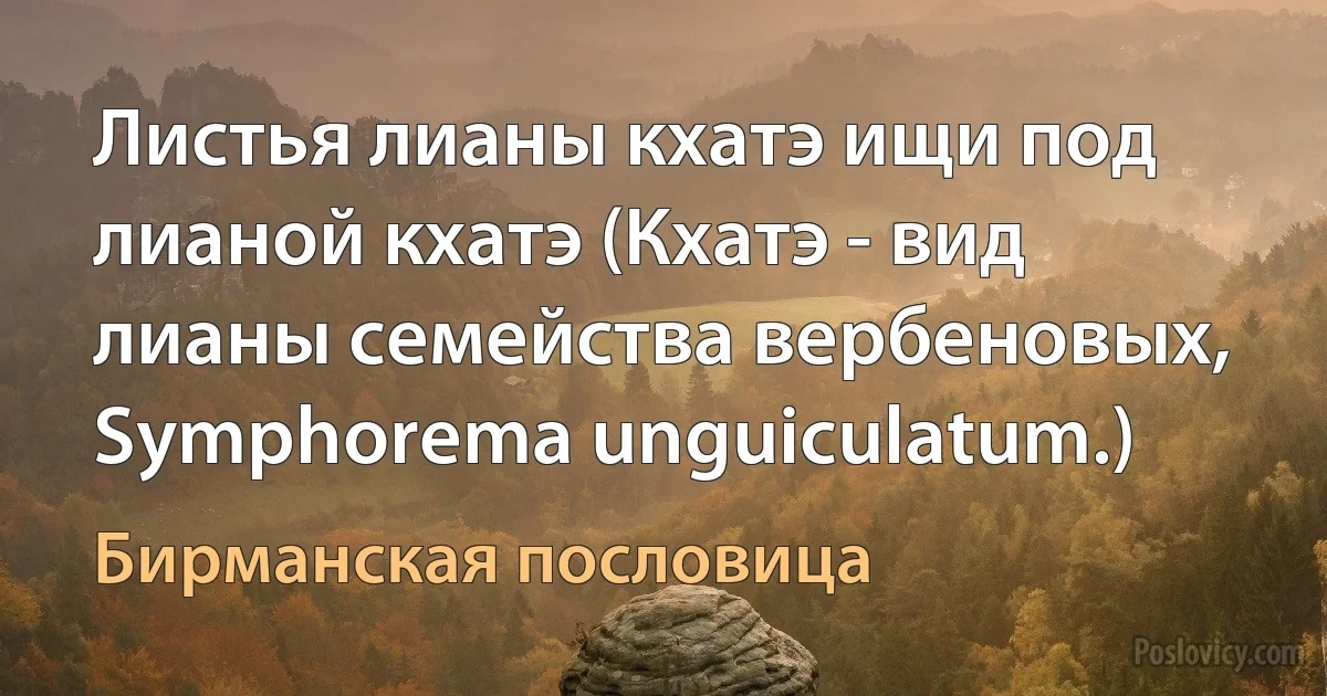 Листья лианы кхатэ ищи под лианой кхатэ (Кхатэ - вид лианы семейства вербеновых, Symphorema unguiculatum.) (Бирманская пословица)