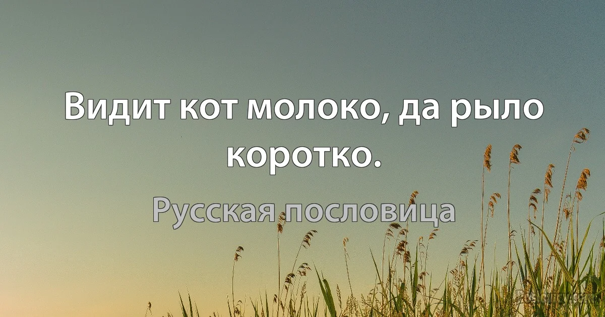 Видит кот молоко, да рыло коротко. (Русская пословица)