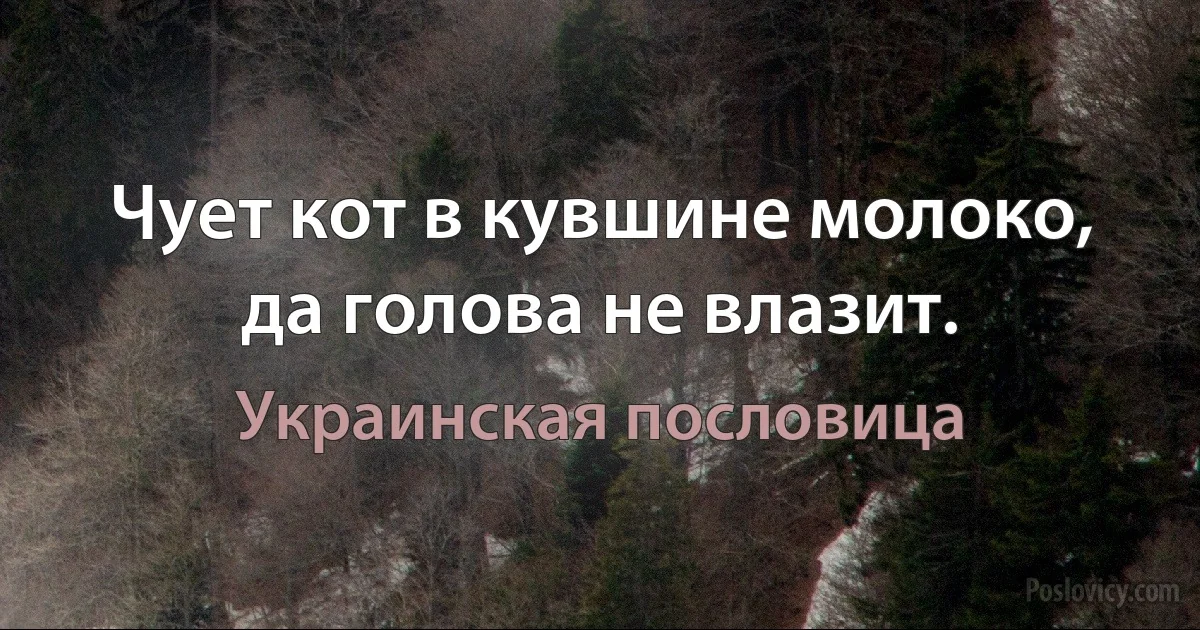 Чует кот в кувшине молоко, да голова не влазит. (Украинская пословица)