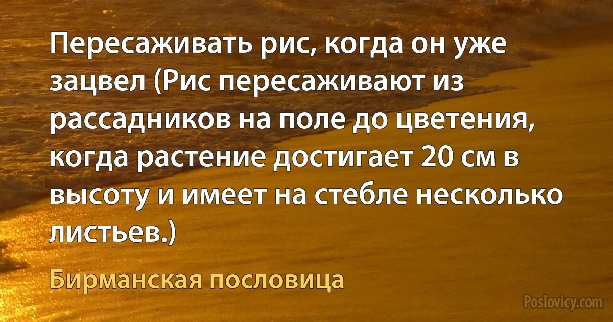 Пересаживать рис, когда он уже зацвел (Рис пересаживают из рассадников на поле до цветения, когда растение достигает 20 см в высоту и имеет на стебле несколько листьев.) (Бирманская пословица)