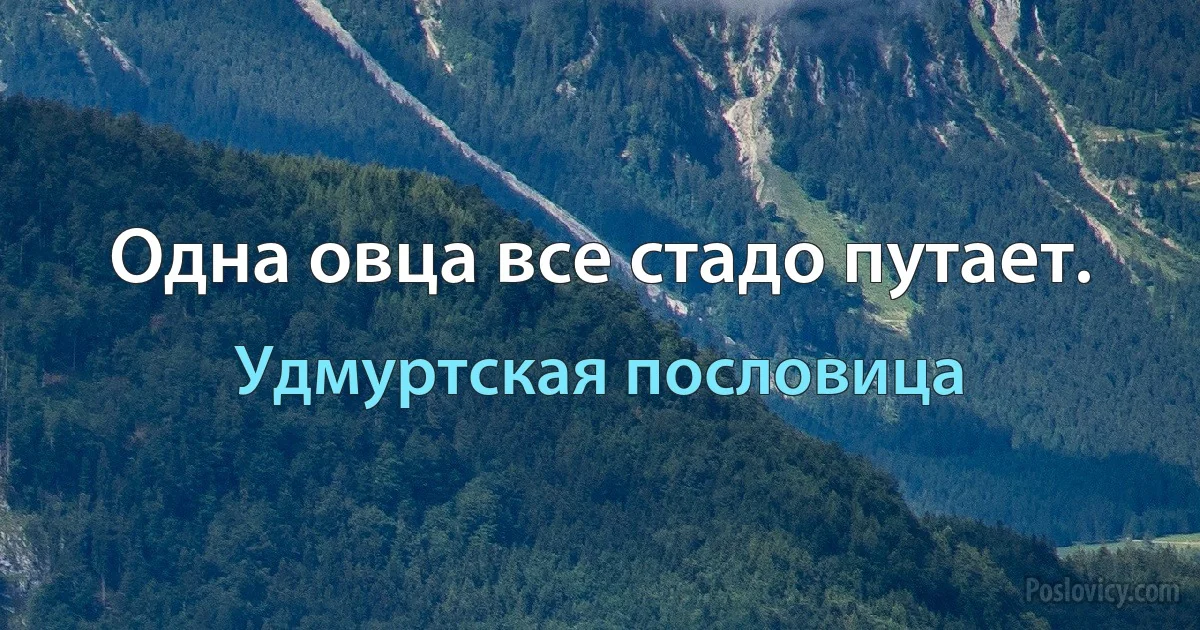 Одна овца все стадо путает. (Удмуртская пословица)