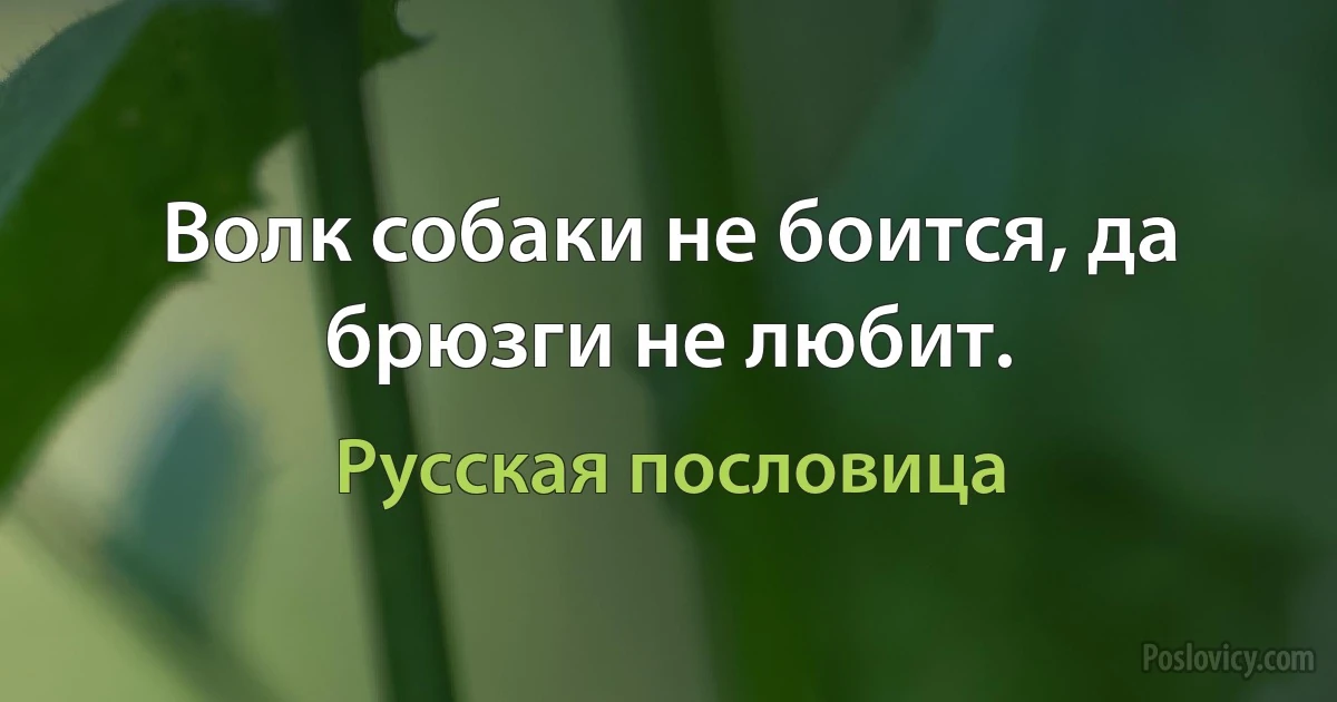 Волк собаки не боится, да брюзги не любит. (Русская пословица)