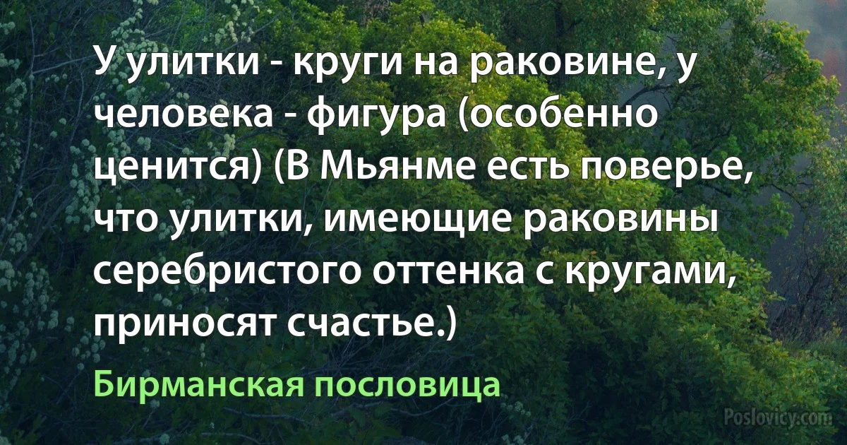 У улитки - круги на раковине, у человека - фигура (особенно ценится) (В Мьянме есть поверье, что улитки, имеющие раковины серебристого оттенка с кругами, приносят счастье.) (Бирманская пословица)