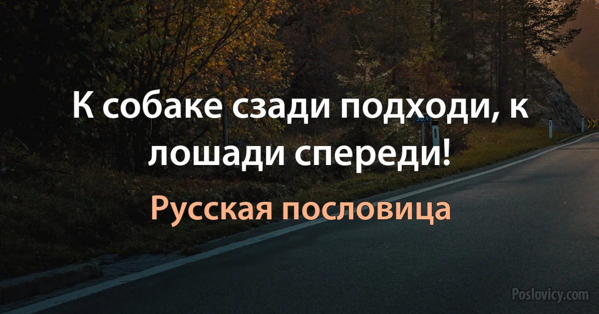 К собаке сзади подходи, к лошади спереди! (Русская пословица)