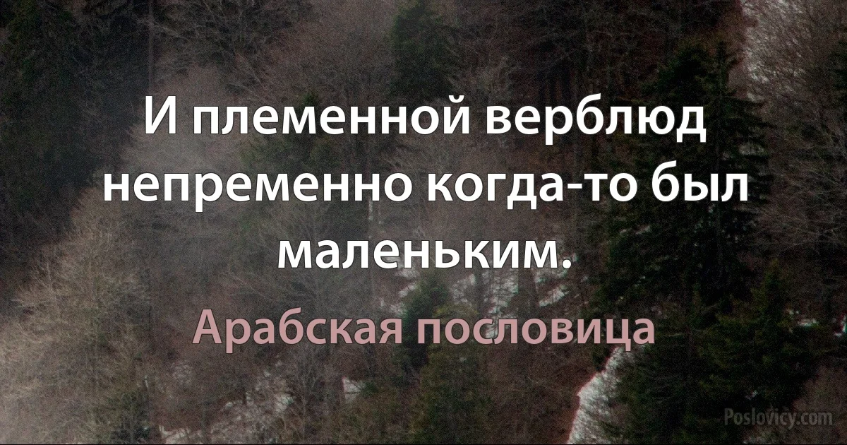 И племенной верблюд непременно когда-то был маленьким. (Арабская пословица)