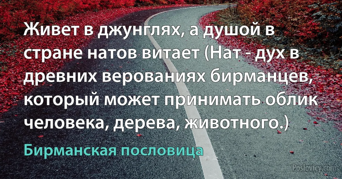 Живет в джунглях, а душой в стране натов витает (Нат - дух в древних верованиях бирманцев, который может принимать облик человека, дерева, животного.) (Бирманская пословица)