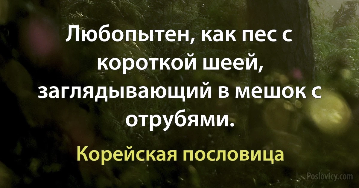 Любопытен, как пес с короткой шеей, заглядывающий в мешок с отрубями. (Корейская пословица)