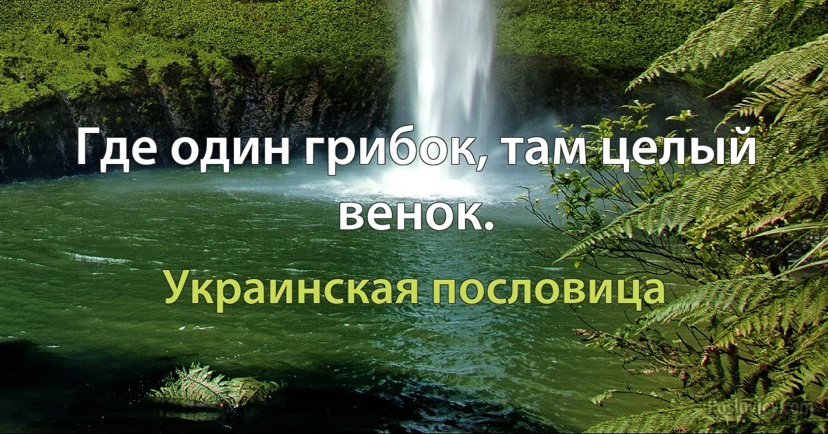 Где один грибок, там целый венок. (Украинская пословица)