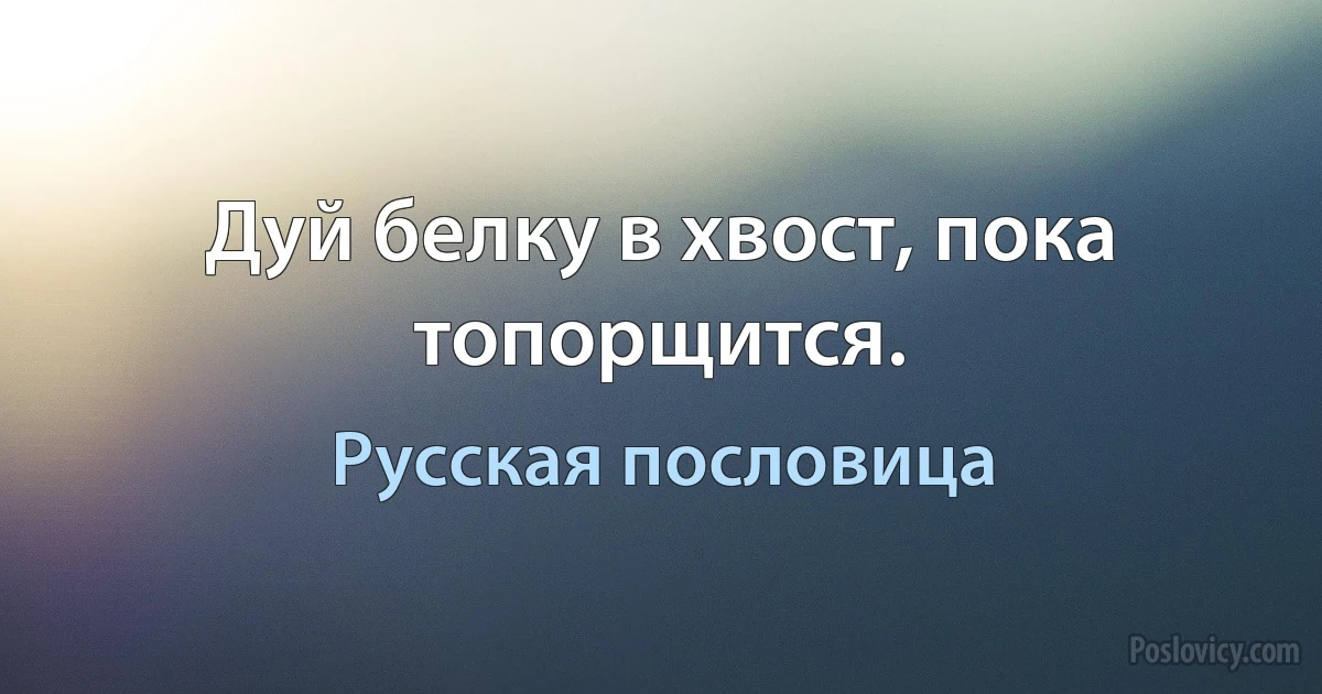 Дуй белку в хвост, пока топорщится. (Русская пословица)