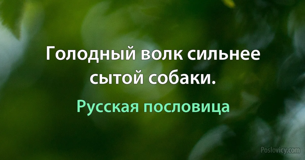 Голодный волк сильнее сытой собаки. (Русская пословица)