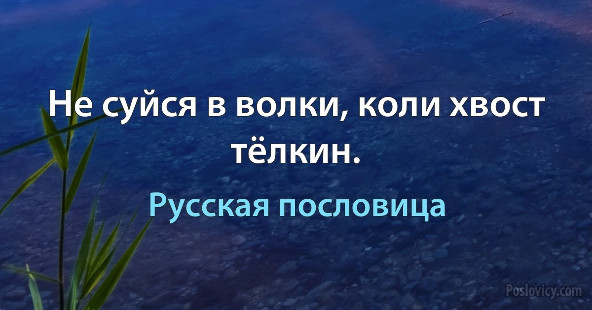 Не суйся в волки, коли хвост тёлкин. (Русская пословица)