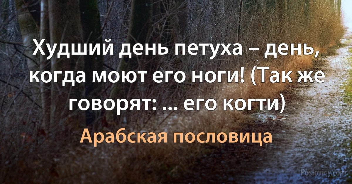 Худший день петуха – день, когда моют его ноги! (Так же говорят: ... его когти) (Арабская пословица)