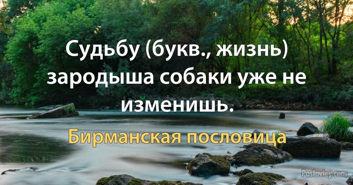 Судьбу (букв., жизнь) зародыша собаки уже не изменишь. (Бирманская пословица)