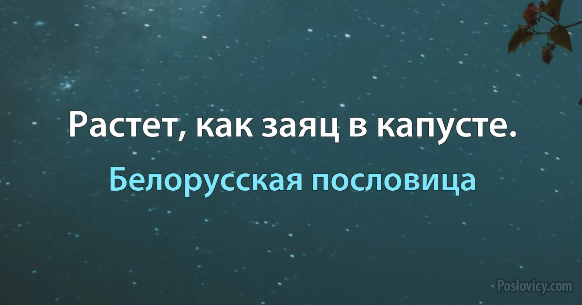 Растет, как заяц в капусте. (Белорусская пословица)