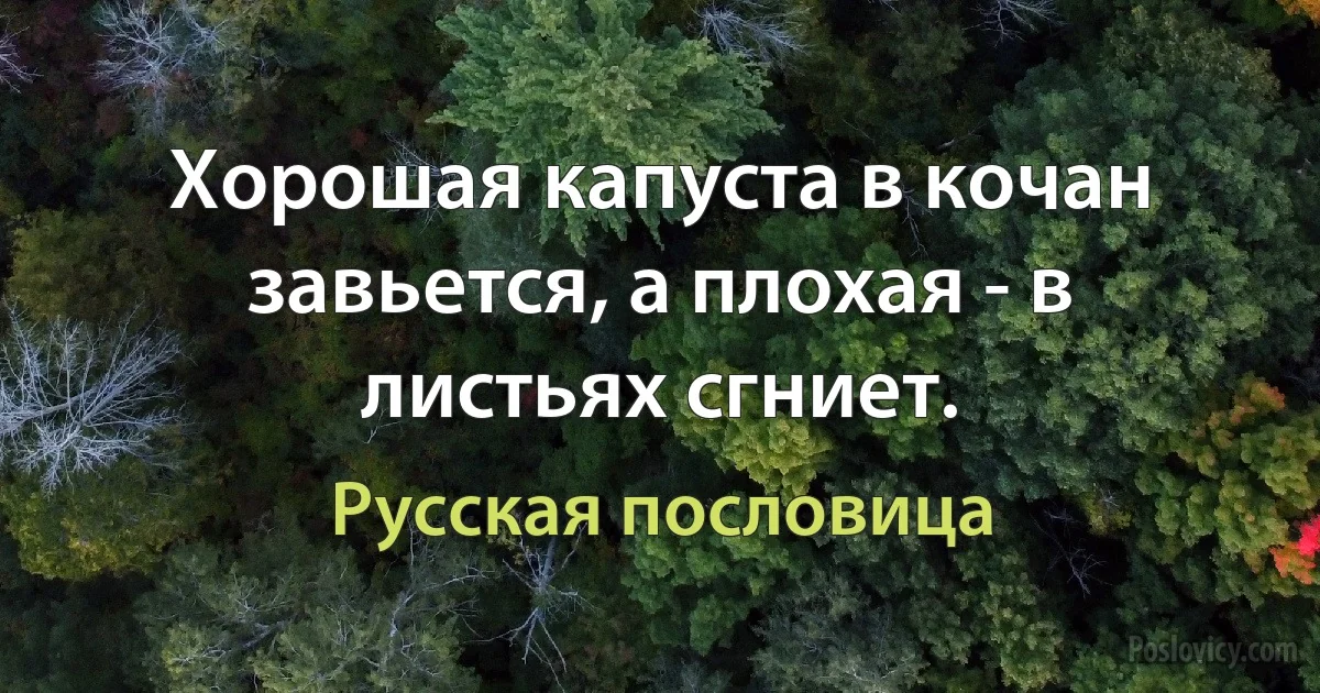 Хорошая капуста в кочан завьется, а плохая - в листьях сгниет. (Русская пословица)