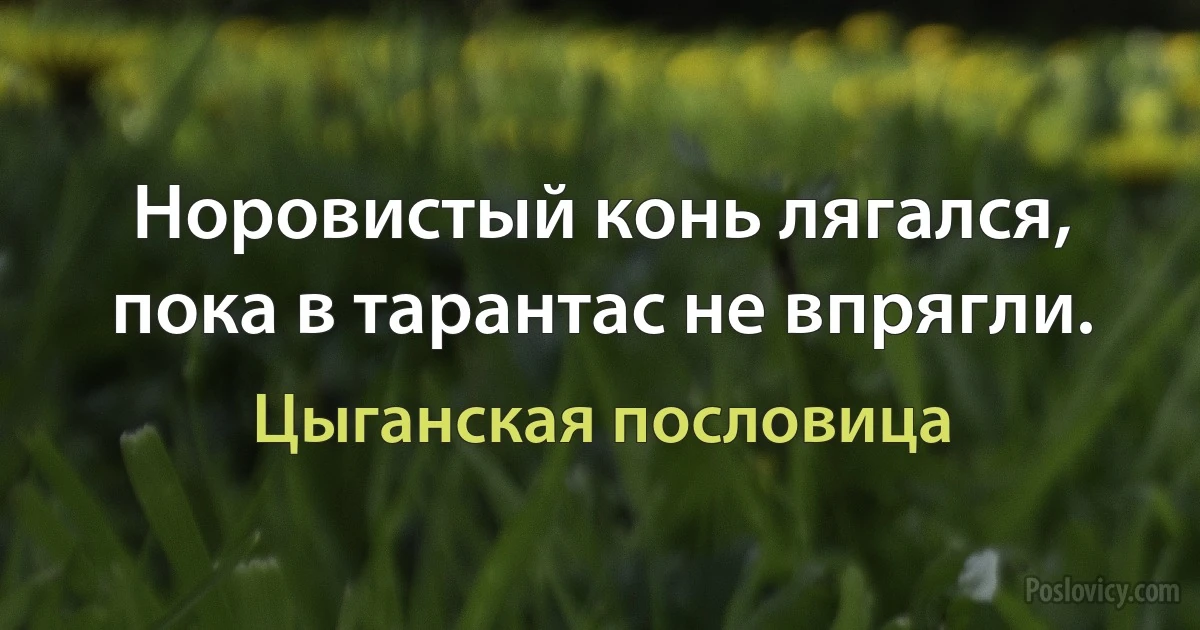 Норовистый конь лягался, пока в тарантас не впрягли. (Цыганская пословица)