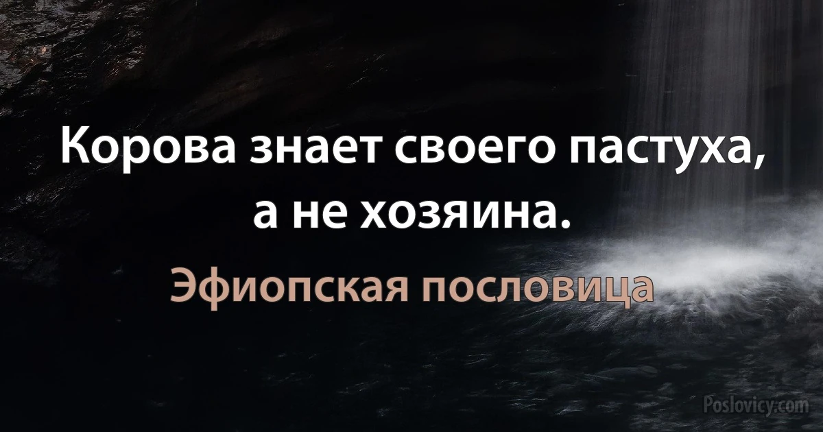 Корова знает своего пастуха, а не хозяина. (Эфиопская пословица)