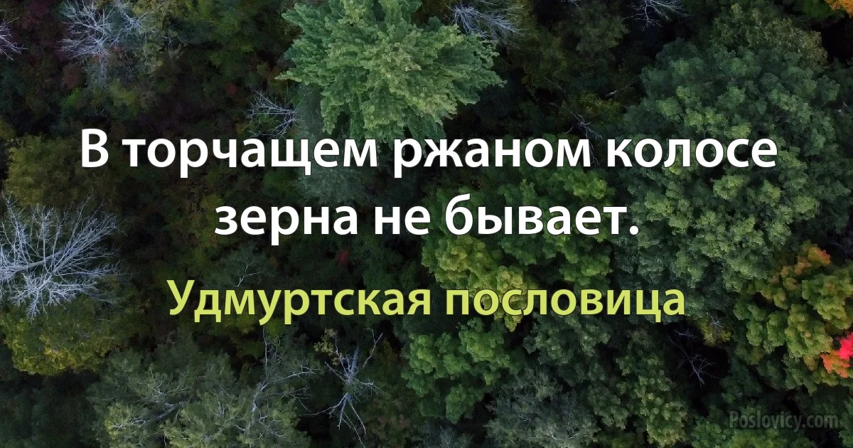 В торчащем ржаном колосе зерна не бывает. (Удмуртская пословица)