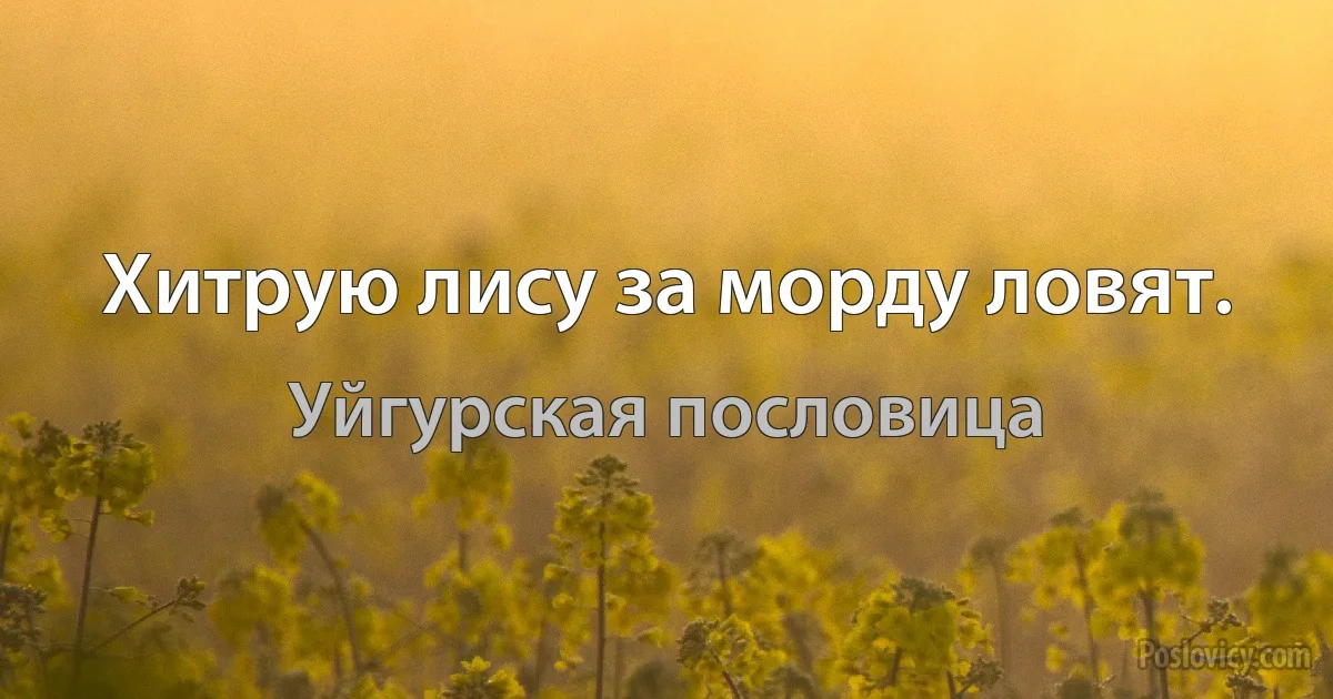 Хитрую лису за морду ловят. (Уйгурская пословица)