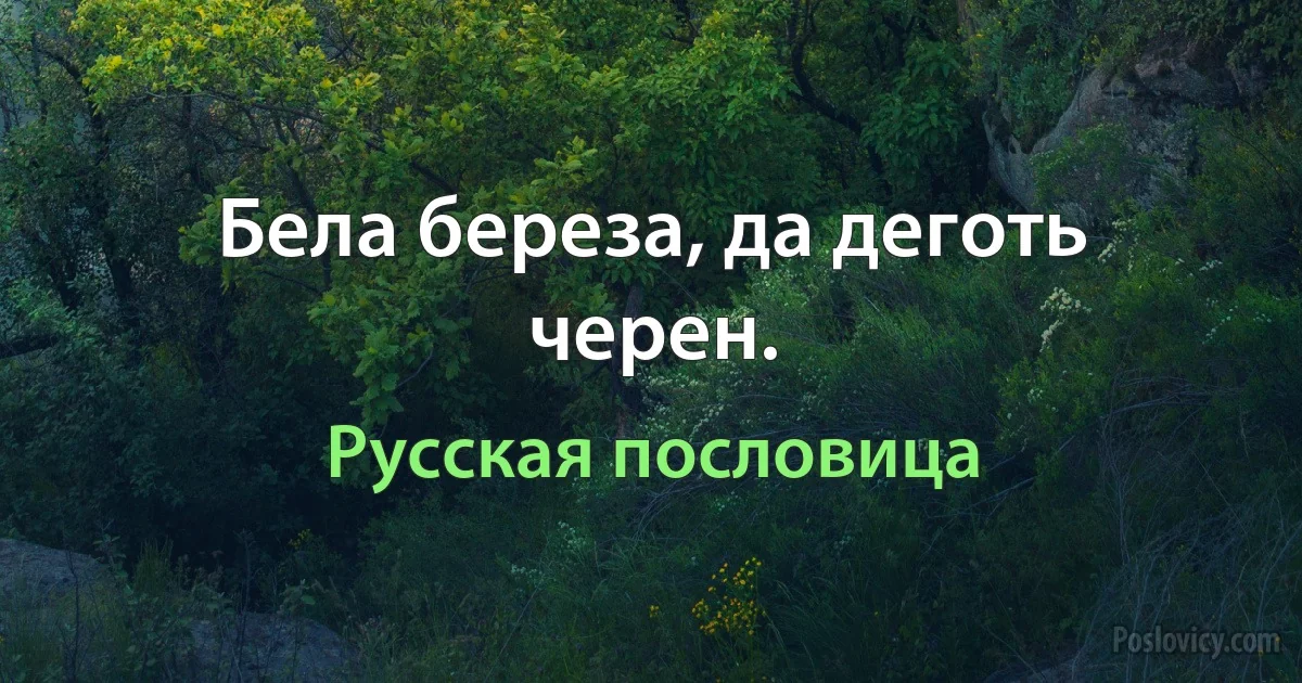 Бела береза, да деготь черен. (Русская пословица)