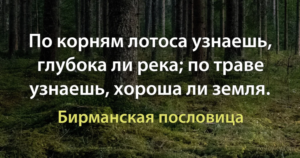 По корням лотоса узнаешь, глубока ли река; по траве узнаешь, хороша ли земля. (Бирманская пословица)