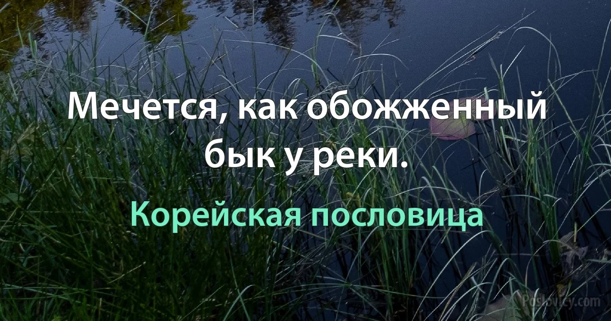 Мечется, как обожженный бык у реки. (Корейская пословица)