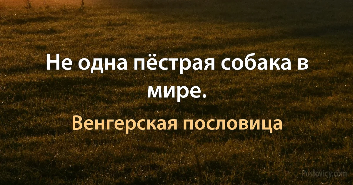 Не одна пёстрая собака в мире. (Венгерская пословица)