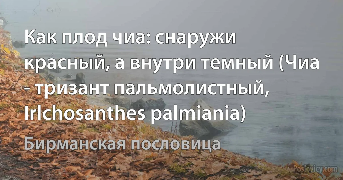 Как плод чиа: снаружи красный, а внутри темный (Чиа - тризант пальмолистный, Irlchosanthes palmiania) (Бирманская пословица)