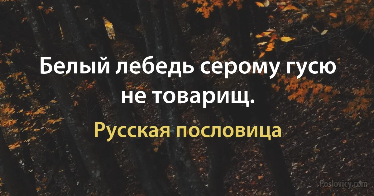 Белый лебедь серому гусю не товарищ. (Русская пословица)