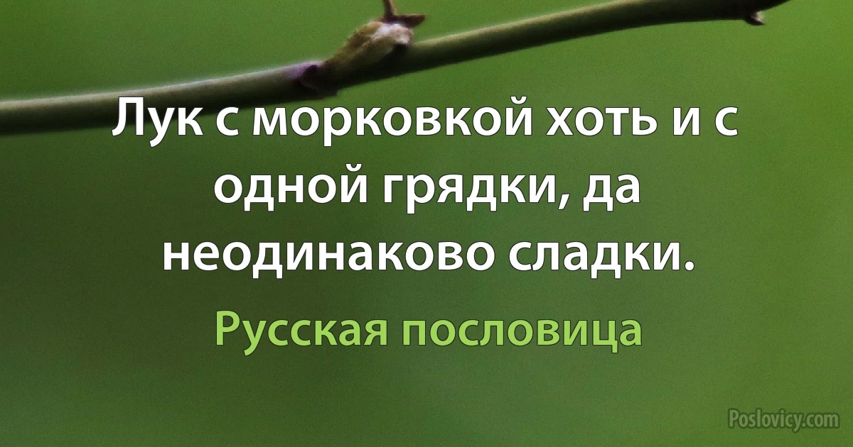 Лук с морковкой хоть и с одной грядки, да неодинаково сладки. (Русская пословица)