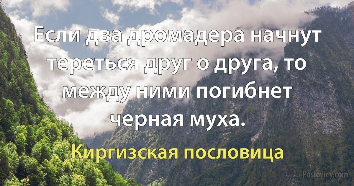 Если два дромадера начнут тереться друг о друга, то между ними погибнет черная муха. (Киргизская пословица)