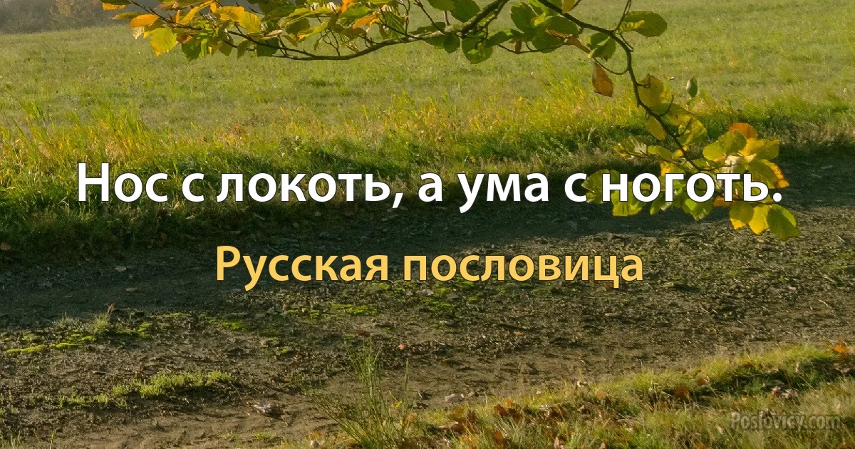 Нос с локоть, а ума с ноготь. (Русская пословица)