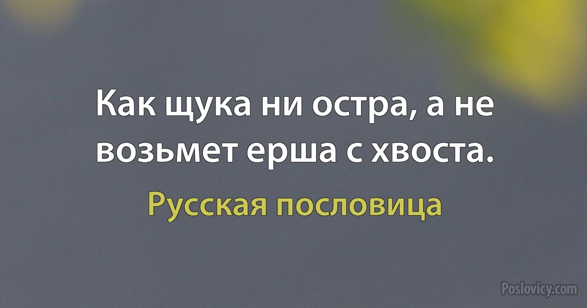 Как щука ни остра, а не возьмет ерша с хвоста. (Русская пословица)