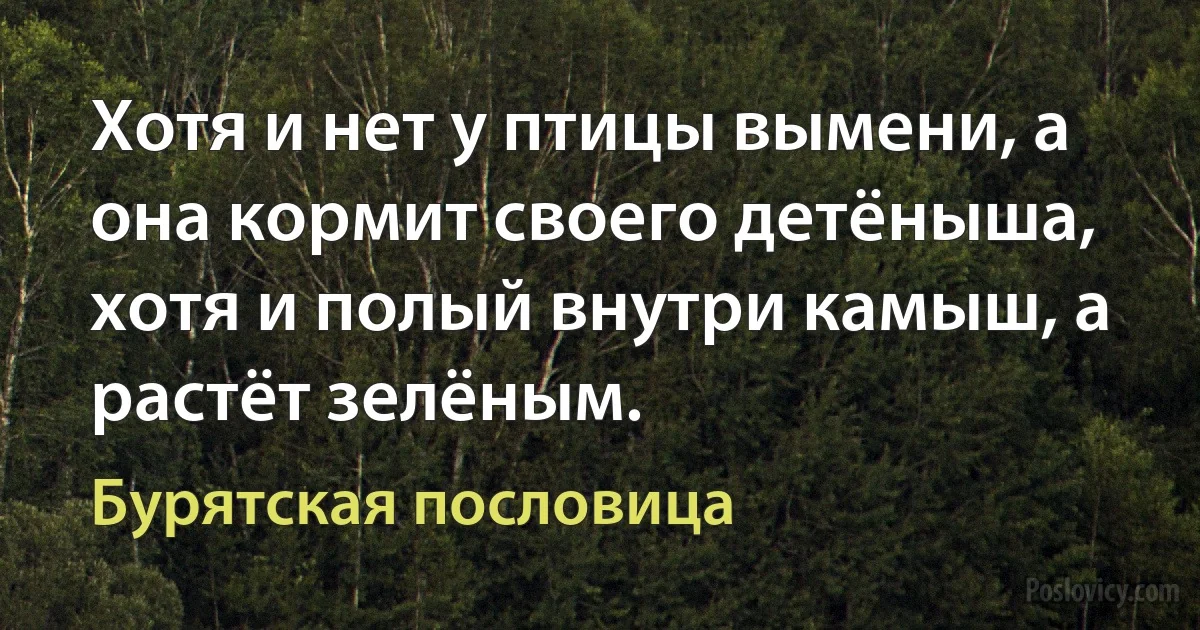 Хотя и нет у птицы вымени, а она кормит своего детёныша, хотя и полый внутри камыш, а растёт зелёным. (Бурятская пословица)