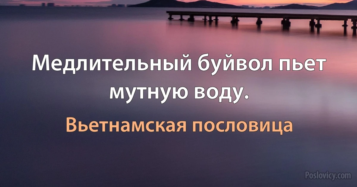 Медлительный буйвол пьет мутную воду. (Вьетнамская пословица)